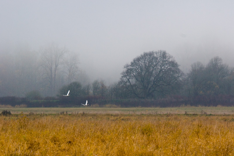 Tundra Swans In Flight